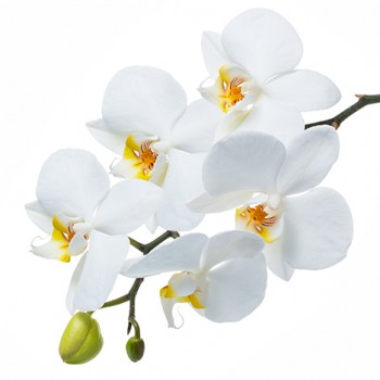 Стол обеденный Танго белый/Орхидея в Емельяново - emelyanovo.mebel54.com | фото